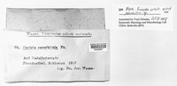 Corinectria fuckeliana image